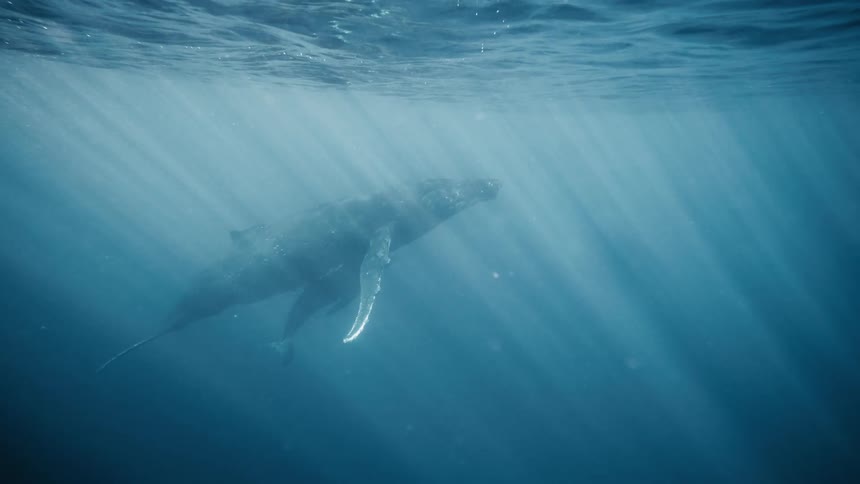 A humpback whale swimming gracefully through the clear blue water with sunlight filtering down from the surface