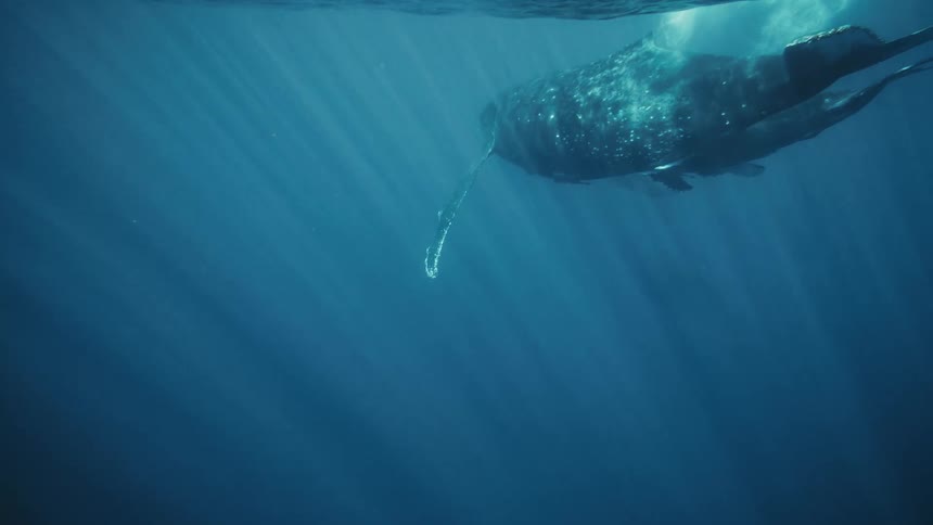 A humpback whale and its calf swim gracefully through the deep blue ocean