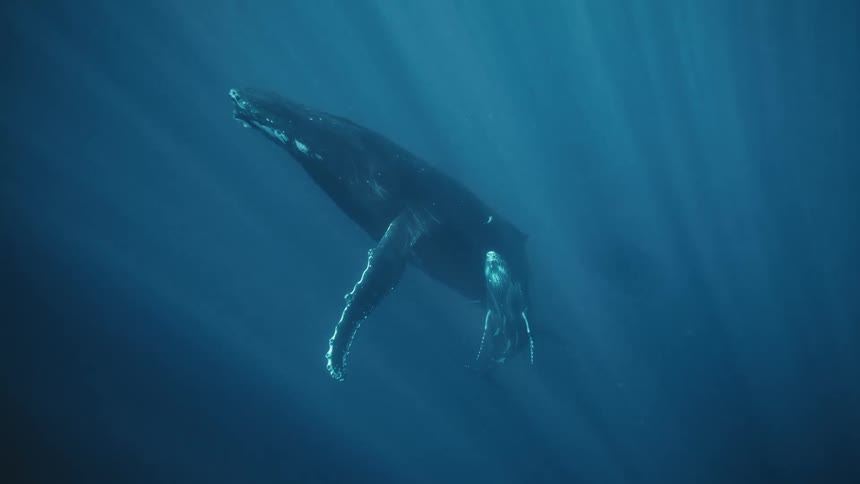 A large humpback whale swims through deep blue water illuminated by a shaft of sunlight