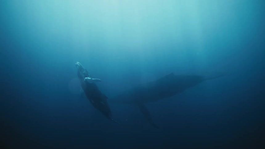 Two whales underwater in a deep blue ocean with a flare of sunlight coming from the surface