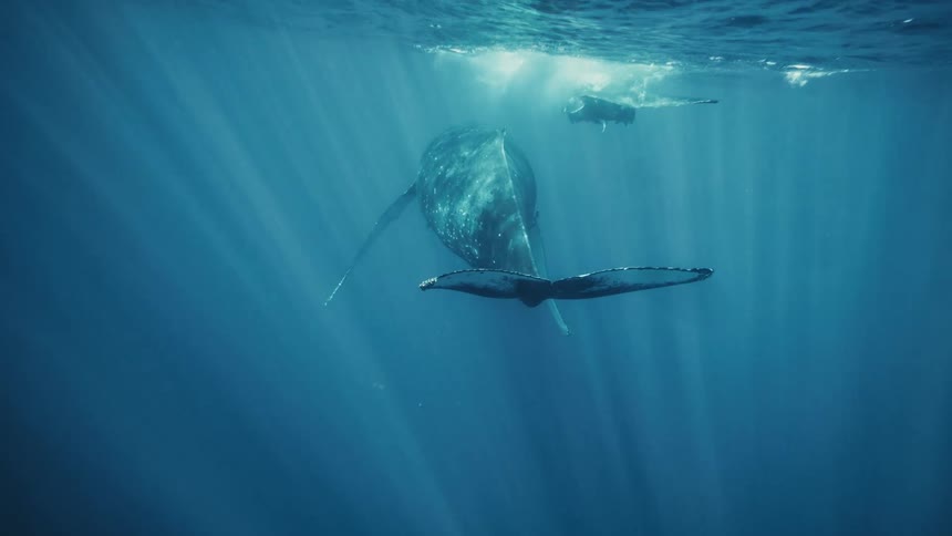 Two huge whales float around together by the surface of the water