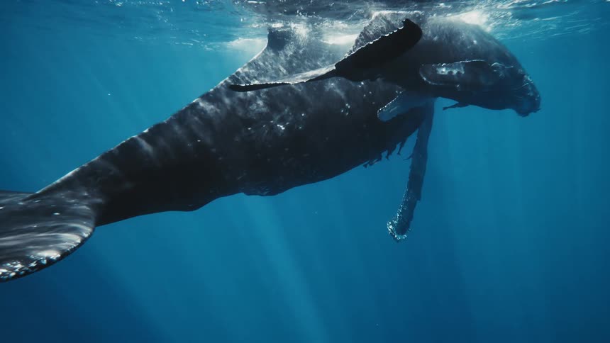 A whale and its offspring swim in the ocean