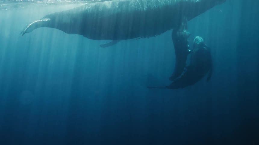 A humpback whale and her calf swimming through the ocean