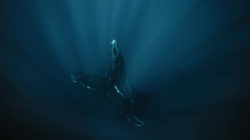 Two whales swim close together underwater