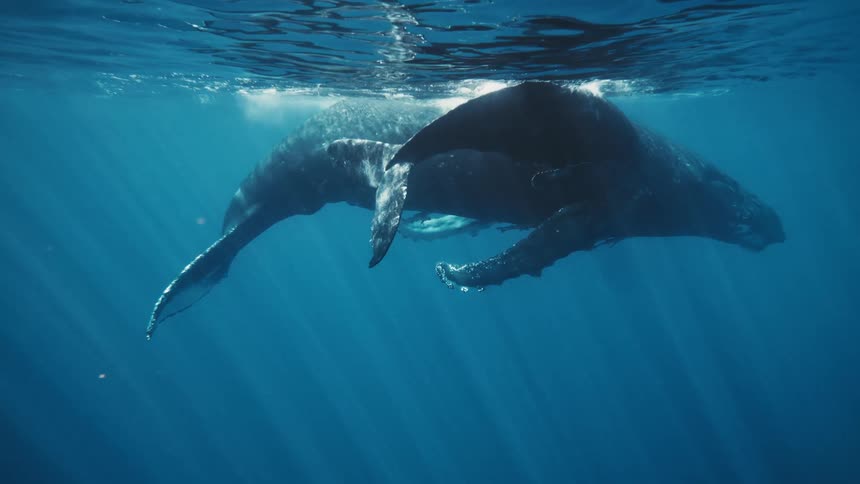A humpback whale and her calf swim through the ocean