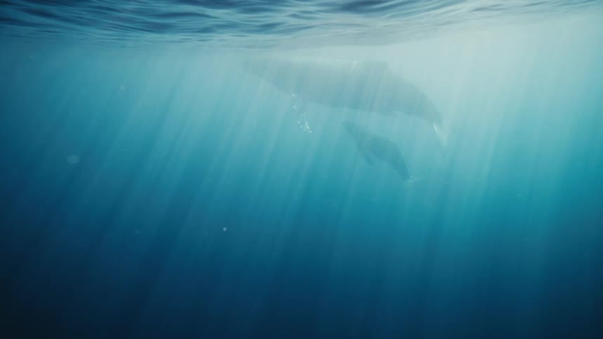 An underwater shot shows the silhouette of a humpback whale swimming in sunlit water