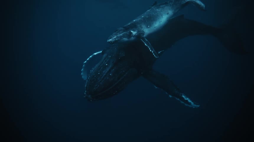 A mother humpback whale and her calf swim together in the ocean