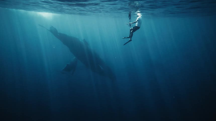 A footage of a diver and a whale