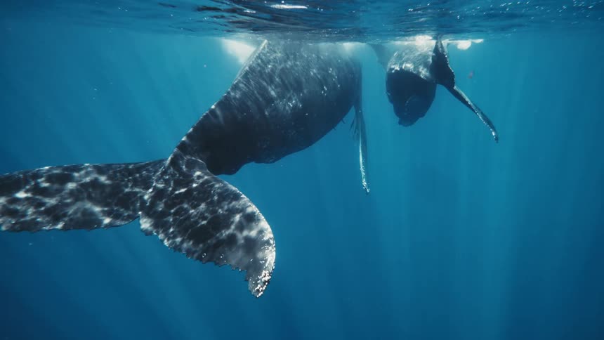 Two huge whales underwater and one of them is a calf that is accompanying the larger whale and both are close to the surface