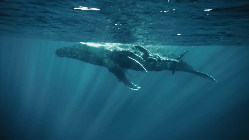 A mother humpback whale and her calf swim together in the ocean
