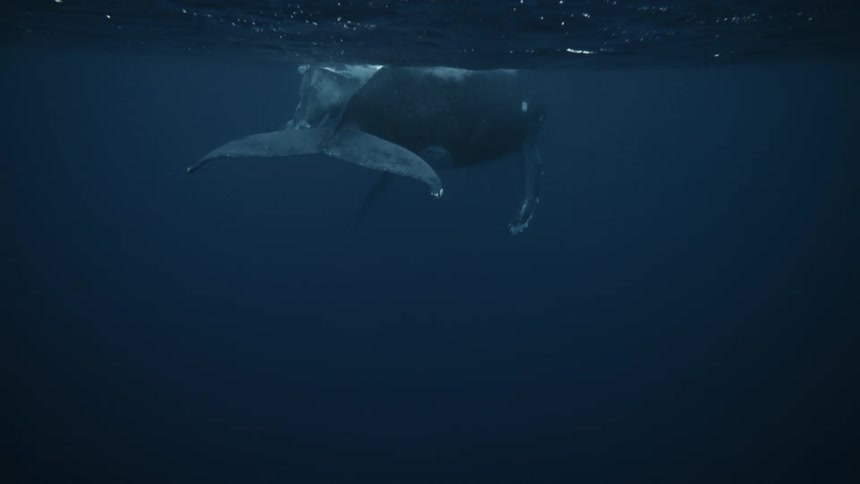 A humpback whale and its calf swimming through the ocean