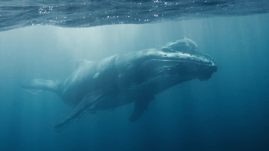 A humpback whale and her calf swimming through the ocean