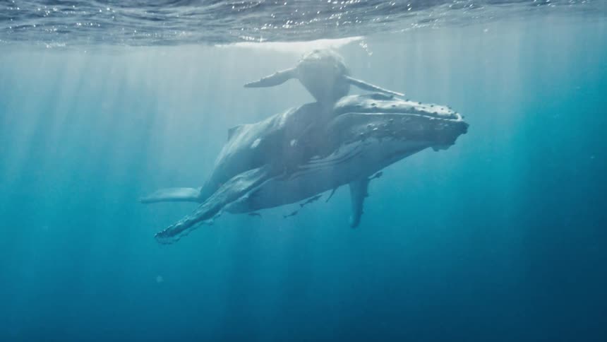 Sunlight shines through the surface of the sea onto a whale calf balancing on its mother near the surface