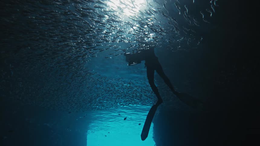 A photographer is swimming with a school of fish underwater and taking photos