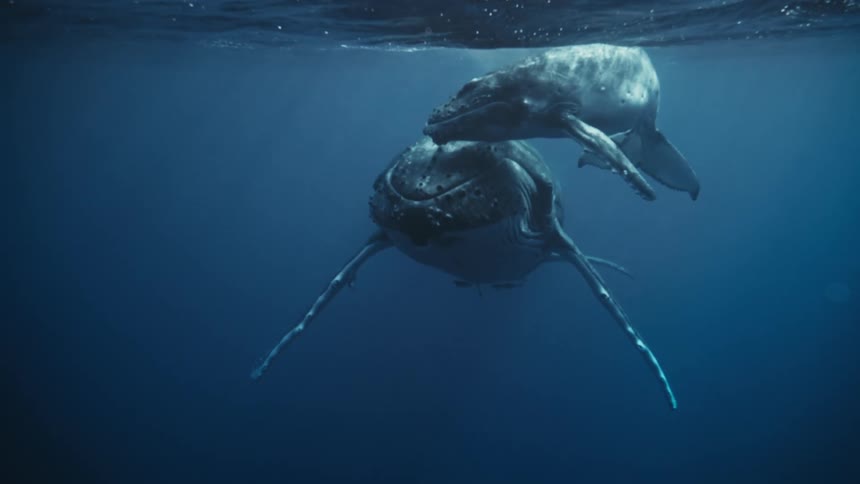 A humpback whale and its calf swim in the blue ocean