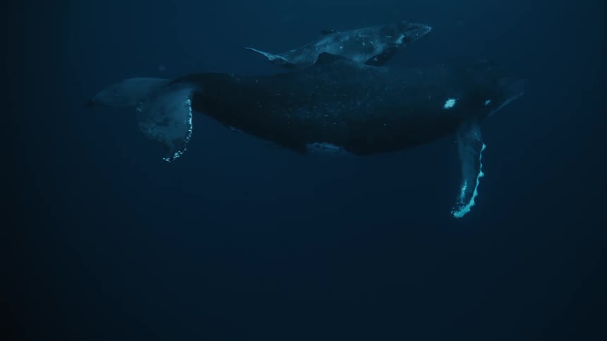 A blue whale and her calf swimming in a deep blue ocean