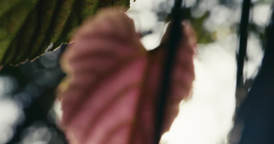 A closeup view of a leaf its surface illuminated by a shaft of sunlight filtering through the branches