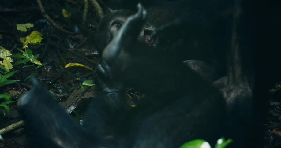 Two chimpanzees are playing and interacting with each other on the forest floor