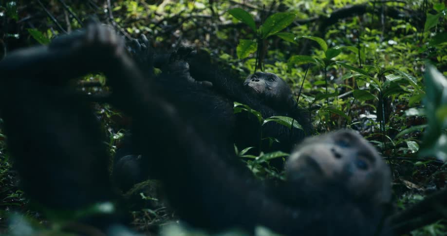 A group of chimpanzees relax in a tree in the lush green forest