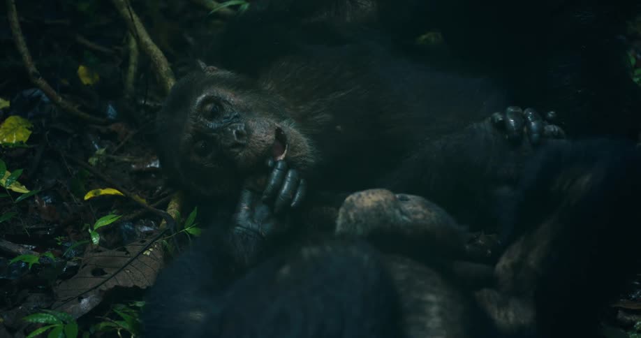 Two chimpanzees interact and play with each other on the forest floor