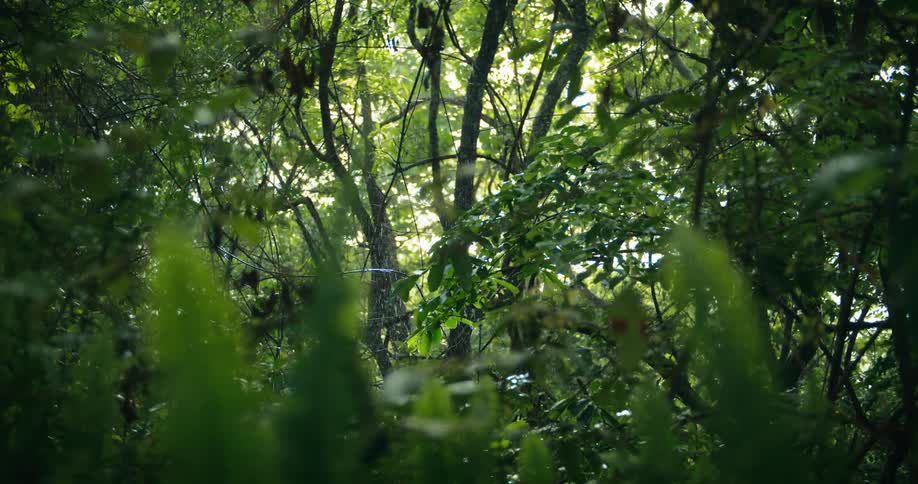 Sunlight filters through a dense forest illuminated by raindrops falling through the leaves