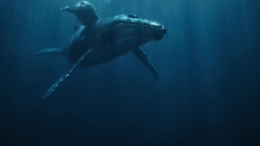 A large blue whale next to her calf and they are underwater close to the surface