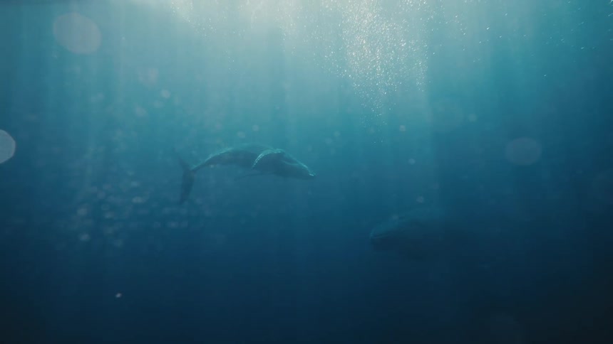 A calf whale diving down to join its mother in the deep blue ocean