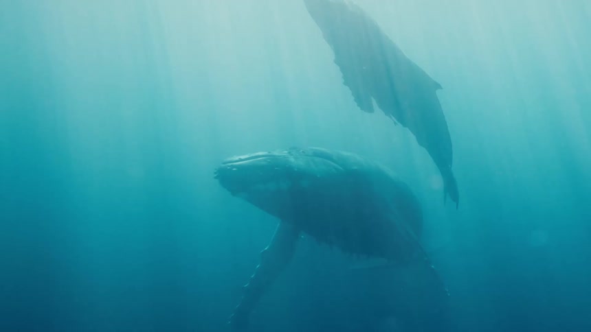 An underwater footage of whales playing