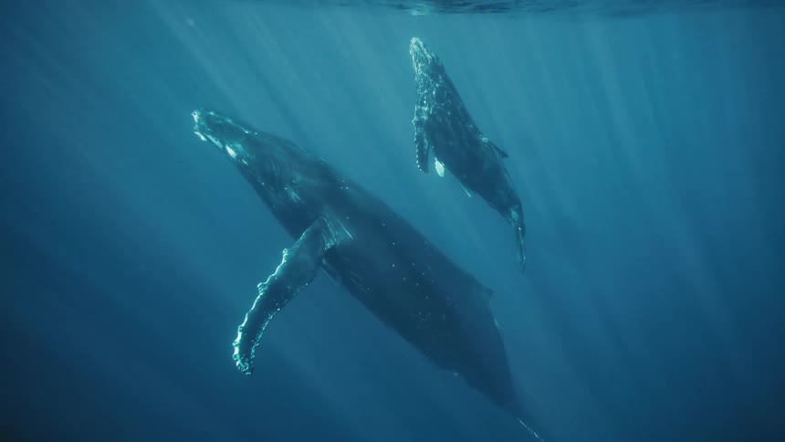 A mother humpback whale and her calf swim together in the ocean