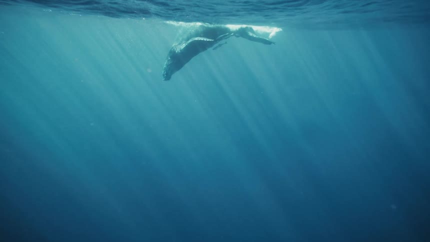 Two whales swimming by you with a calf bobbing up and down on the ocean surface