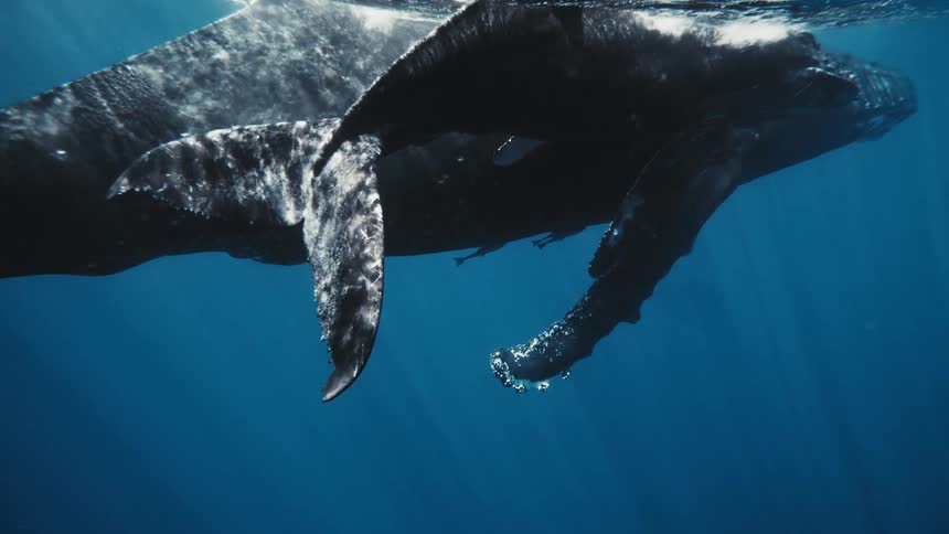 A humpback whale and her calf swim side by side in the ocean