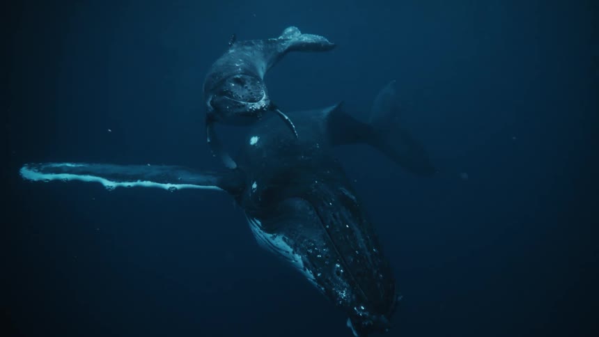 A mother humpback whale and her calf illuminated by a shaft of sunlight gracefully swim through the crystal clear water the calf swimming alongside its mother