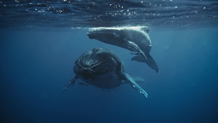 A pair of whales swims in the dark deep blue ocean