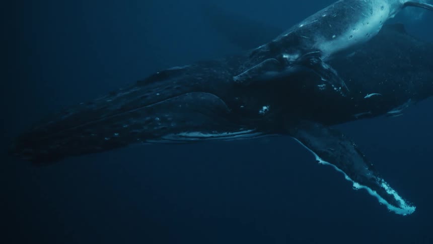 A humpback whale and its calf swim through the deep blue ocean