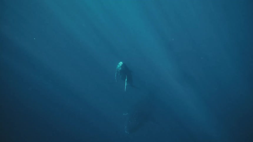 An underwater clip of whales