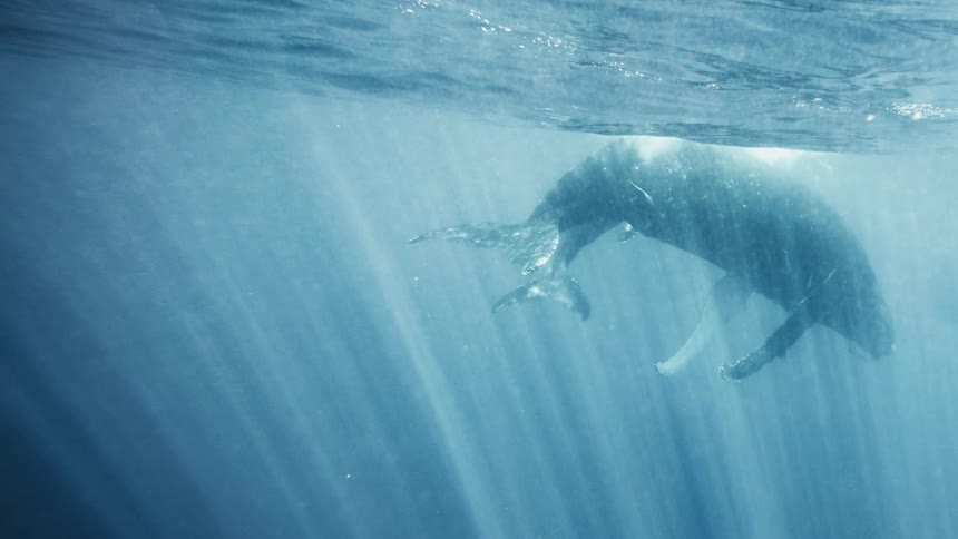 A blue whale and her calf are underwater near the surface and several beams of light coming from above