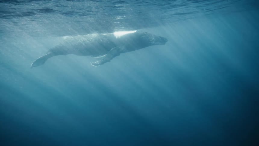 Whale floating underwater just below the surface as rays of sunlight illuminate the water