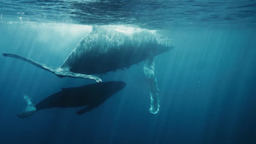 Whale calf floats beneath its mother near the surface of the ocean during the day