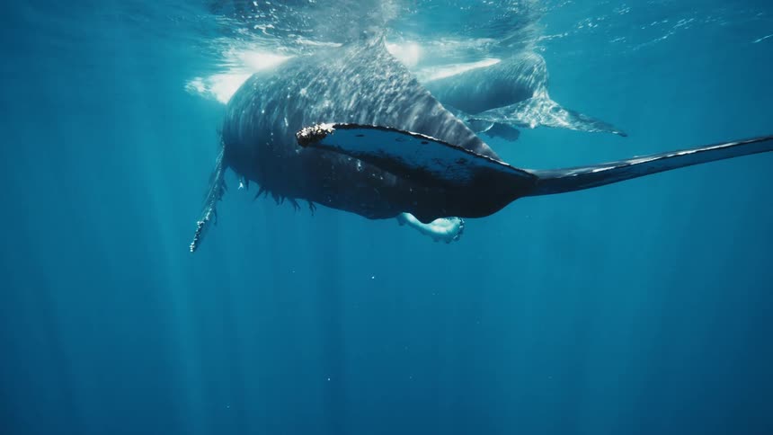 Mother humpback whale and her calf swim side by side through the ocean