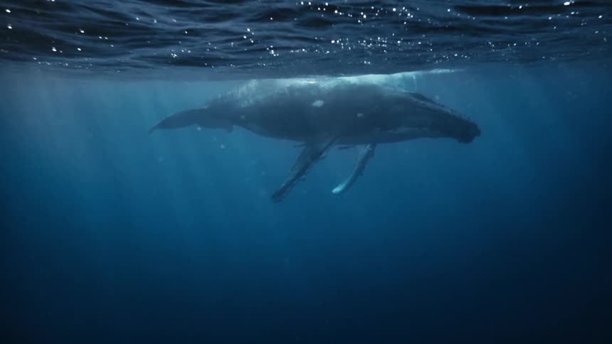 A humpback whale and her calf swimming in the ocean