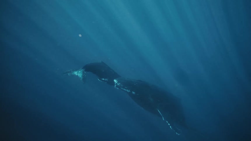 A mother humpback whale and her calf glide through the ocean depths