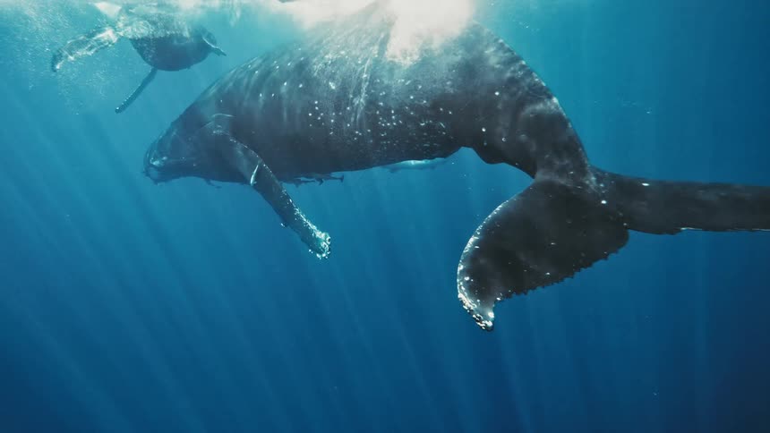 A blue whale and her calf swimming underwater in a deep blue ocean with some sunlight coming from the surface