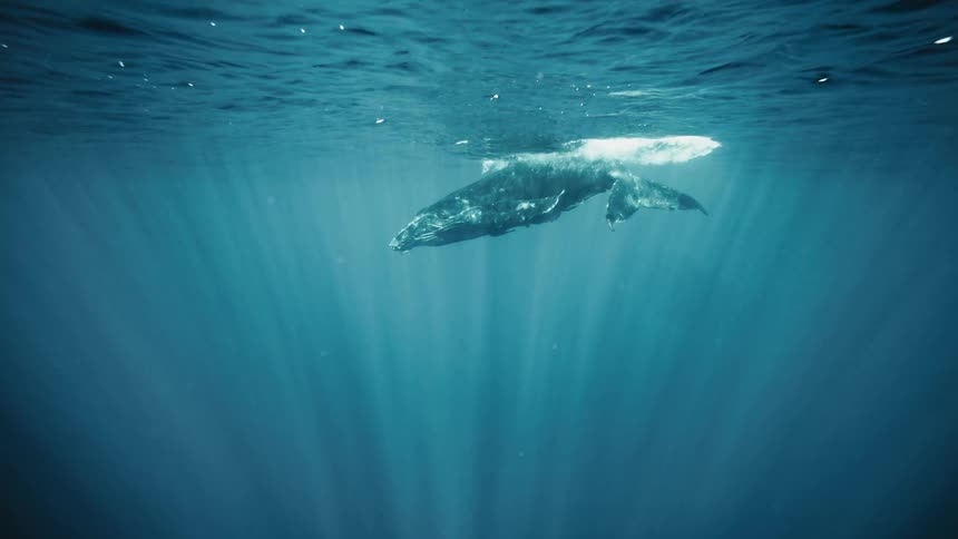 A humpback whale swims gracefully through the deep blue ocean