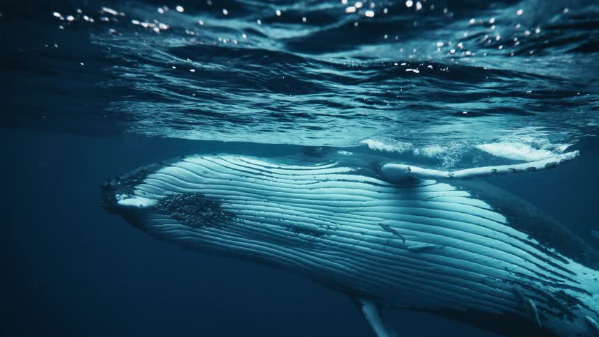 A humpback whale and her calf swim side by side through the ocean