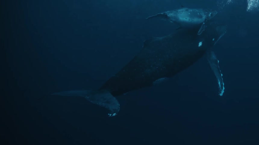 A humpback whale and its calf swimming in the blue ocean