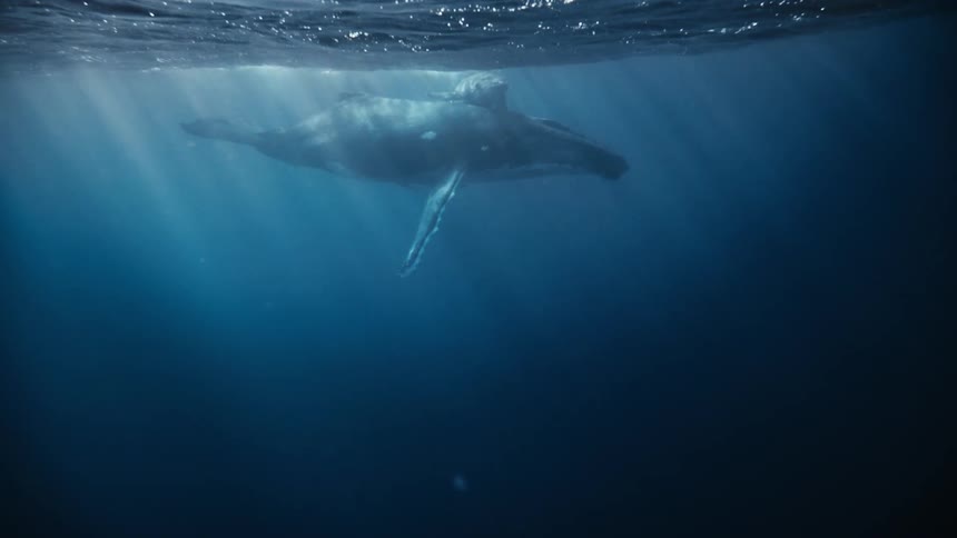 A large whale swimming near the surface partially illuminated by sunlight filtering through the water creating a serene and majestic atmosphere