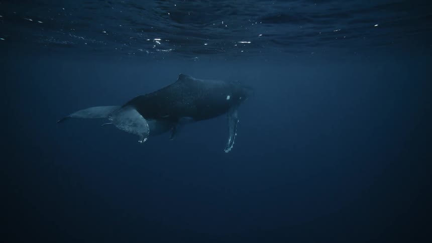 A humpback whale and its calf swim through the dark blue ocean