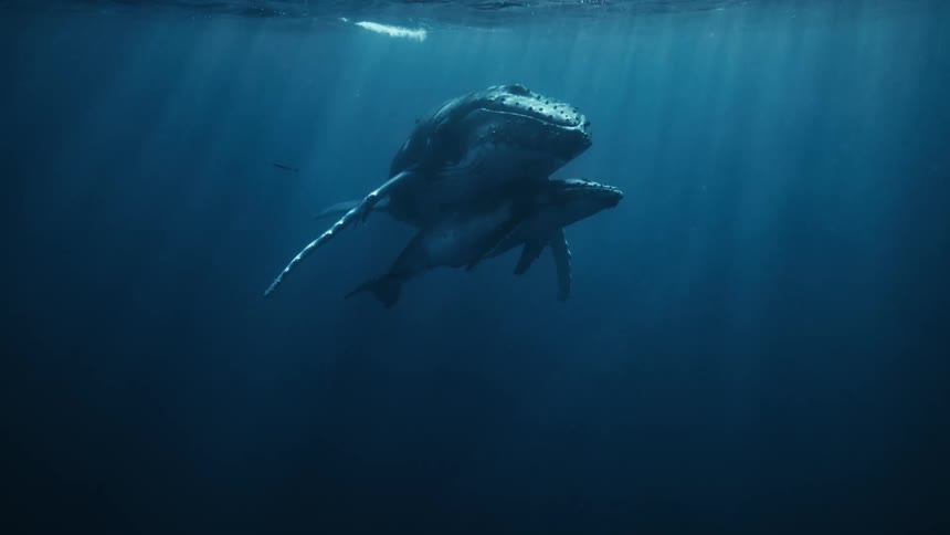 A humpback whale and her calf swim through the ocean
