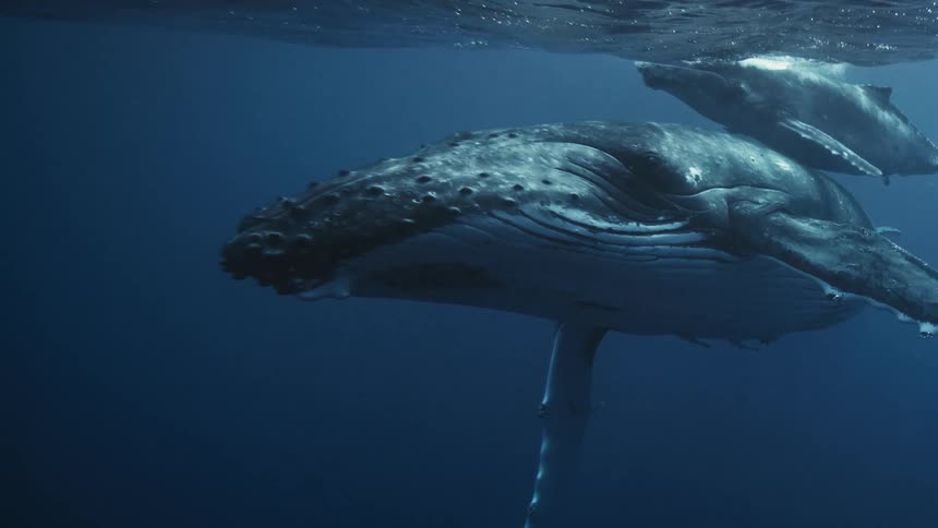 A humpback whale and its calf swimming through the ocean