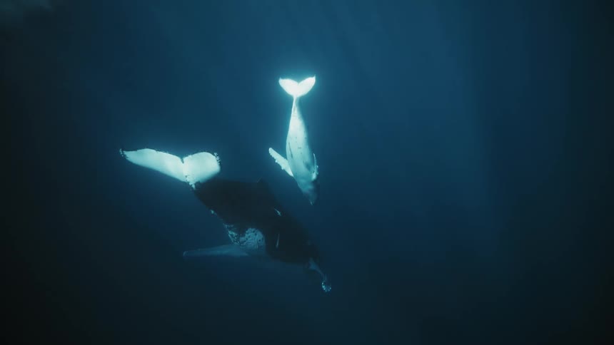 A mother humpback whale and her calf illuminated by a shaft of sunlight gracefully swim through the crystal clear water the calf swimming alongside its mother